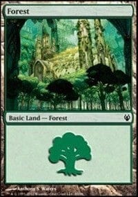 Forest [Duel Decks: Izzet vs. Golgari] MTG Single Magic: The Gathering  | Multizone: Comics And Games