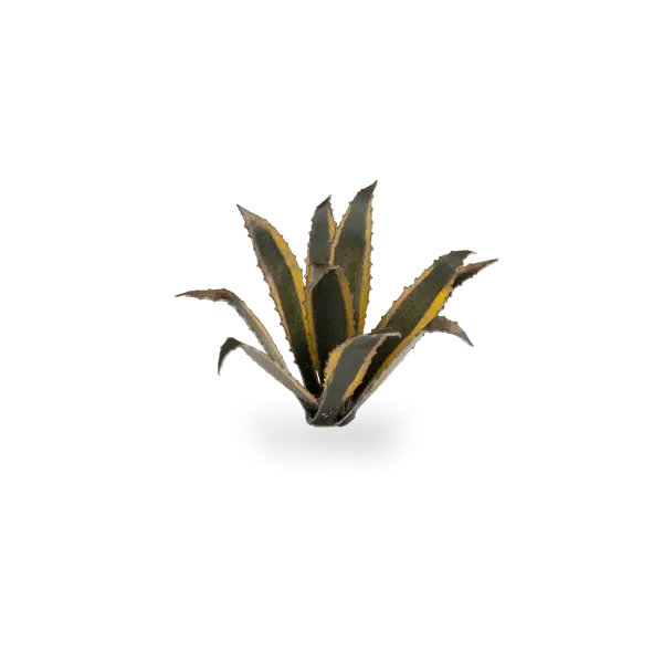 Gamers Grass Full Color Lasercut Plants Miniature Game Other Gamer Grass Dumb Cane  | Multizone: Comics And Games