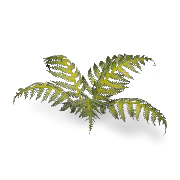 Gamers Grass Full Color Lasercut Plants Miniature Game Other Gamer Grass Dumb Cane  | Multizone: Comics And Games
