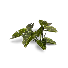 Gamers Grass Full Color Lasercut Plants Miniature Game Other Gamer Grass Elephant Ear  | Multizone: Comics And Games