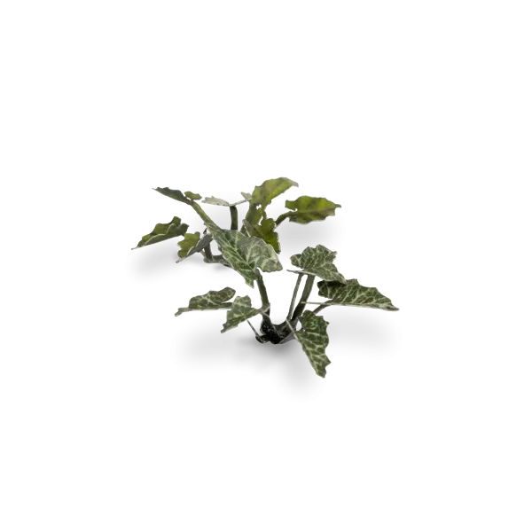 Gamers Grass Full Color Lasercut Plants Miniature Game Other Gamer Grass Dumb Cane  | Multizone: Comics And Games
