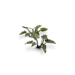 Gamers Grass Full Color Lasercut Plants Miniature Game Other Gamer Grass Lords-and-ladies  | Multizone: Comics And Games
