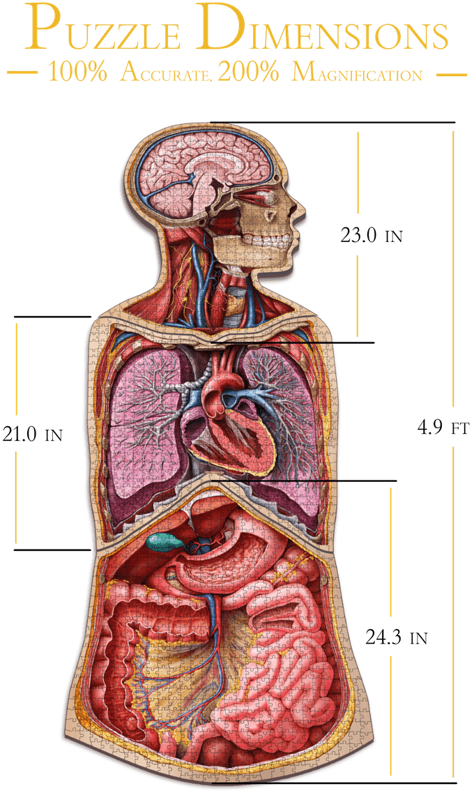 Dr. Livingston's Anatomy Jigsaw Puzzle Puzzle Multizone: Comics And Games I : The Human Head  | Multizone: Comics And Games