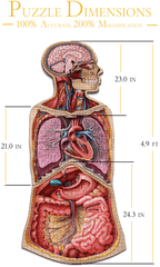 Dr. Livingston's Anatomy Jigsaw Puzzle Puzzle Multizone: Comics And Games  | Multizone: Comics And Games